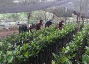 TNI Kanigaran Probolinggo Lakukan Penyemaian Bibit Mangrove 