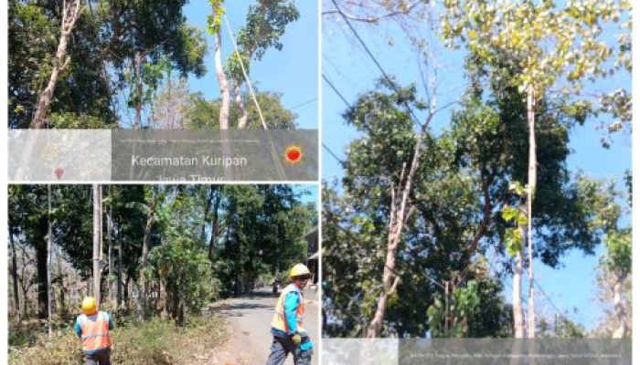 Kerja Sama Antar ULP Pasuruan Perkuat Keandalan Listrik dengan Brabasan Pohon Serentak